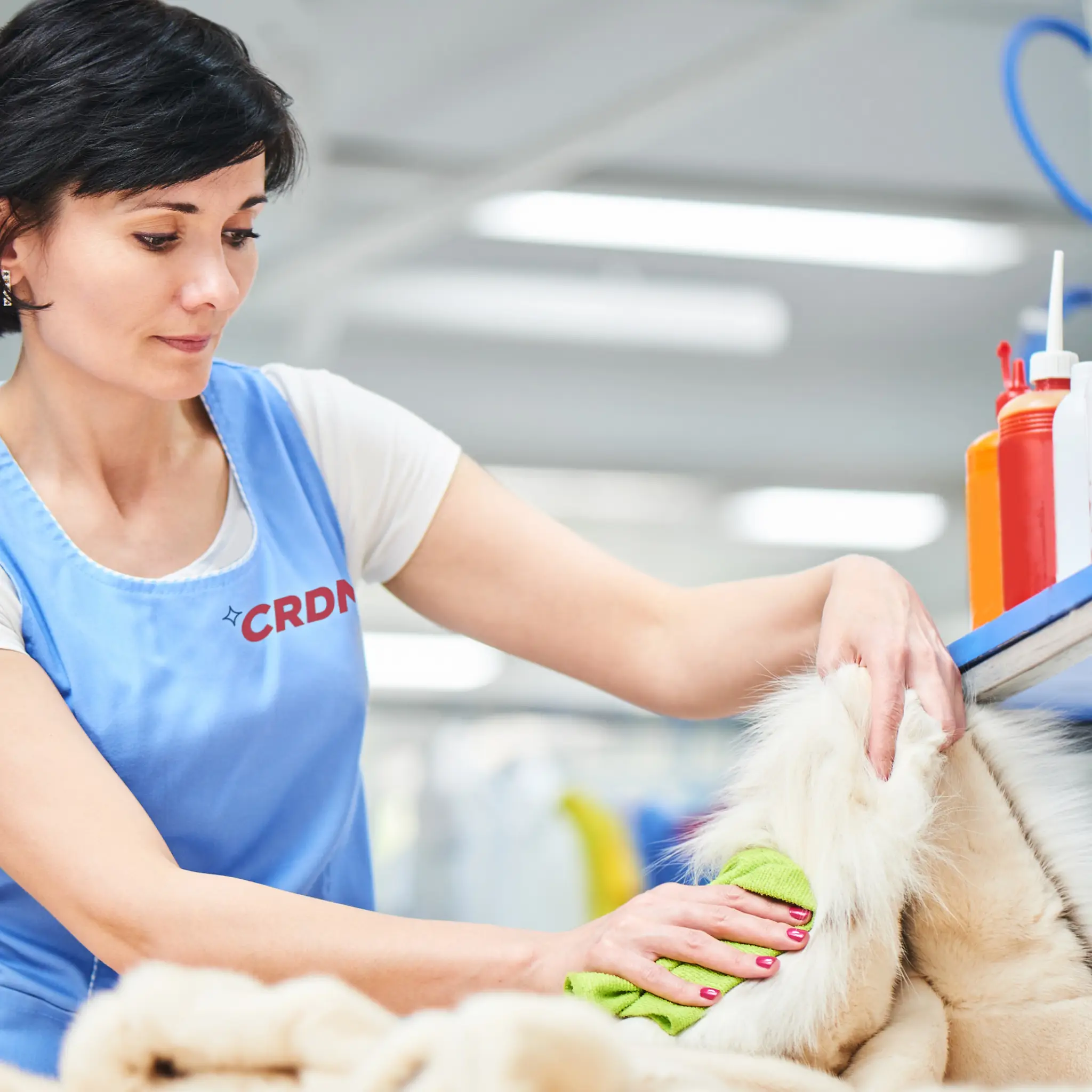 A worker in a blue apron cleans a fur garment with a green cloth, surrounded by various cleaning supplies in a bright workshop